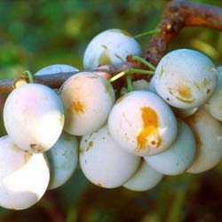 Prunus Mirabelle de Nancy